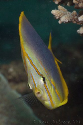 Gold-banded Butterflyfish.  Ningaloo Reef, Western Austra... by Ross Gudgeon 
